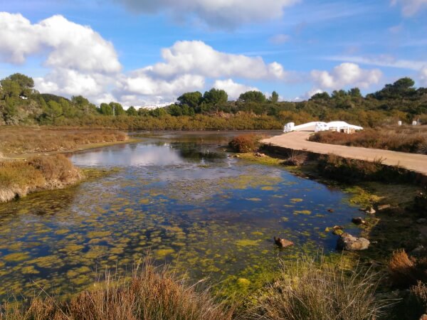 salbufera-des-grau-menorca