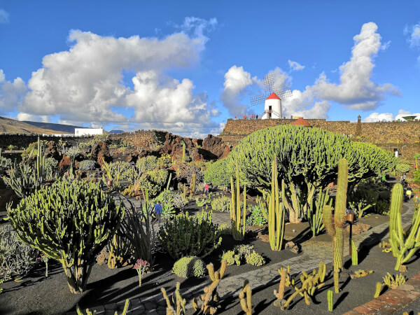 como-moverse-por-lanzarote-flora-volcanes